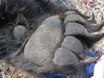 Браконьеры продолжают вывозить медвежьи лапы из Приморья в КНР