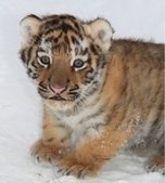 Спасенного в Приморье тигренка передали «Специнспекции «Тигр»