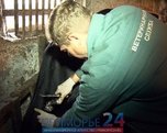 В Приморье захоронят 165 зараженных ящуром коров