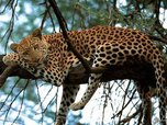 Вторые сутки горит заказник с вымирающими дальневосточными леопардами