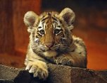 Брат спасённого в Приморье тигренка умер, несмотря на ветпомощь