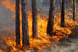 Пять природных пожаров потушены в Приморье за минувшие сутки