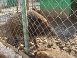 Сотрудники уссурийского зоопарка начали голодовку