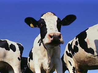 Породистые коровы, завезенные в Приморье из США, дали первое потомство
