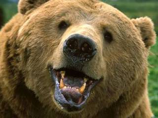 Медведь, застреленный в Уссурийске, был домашним
