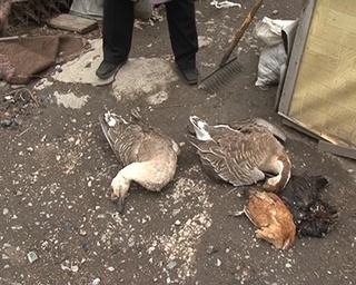 У жительницы  Новоникольска погибла домашняя птица: в чем причина? 