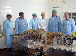 Оперировать тигров и леопардов будут уссурийские студенты