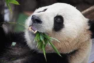 Панда прикинулась беременной ради вкусной еды и кондиционера