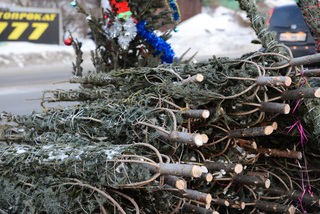 Новогоднюю елку можно купить в любой точке Приморья