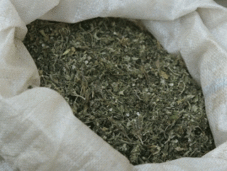 В Уссурийске сотрудники транспортной полиции в ходе обыска на квартире изъяли более 1 кг марихуаны
