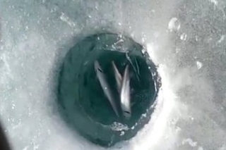 Массовая смерть рыбы произошла в Приморье на реке Раздольной
