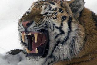 За тремя особыми тиграми пристально следят в Приморье