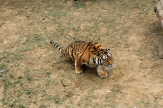Полосатое расследование: тигра, погибшего в схватке с тигрицей, будут изучать в Уссурийске