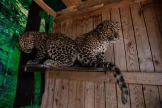 Два ручных котенка леопарда поселились в зоопарке «Чудесный»