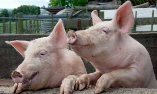 Карантин по классической чуме свиней введен в охотничьем хозяйстве «Раковское»