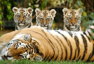 День тигра широко отметят в Уссурийске