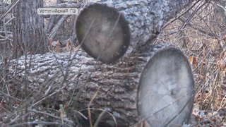 В Уссурийском округе обнаружили незаконные рубки леса