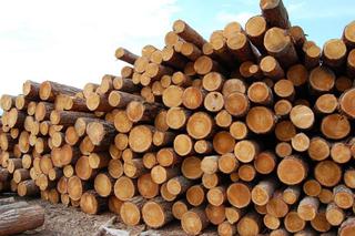 В Приморье пытались ввезти крупную партию леса из Амурской области без карантинных сертификатов 