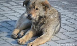 В Уссурийске за последний месяц отловлено 74 собаки