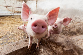 Карантин по африканской чуме свиней снимают в Приморье