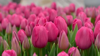 В Уссурийске скоро зацветут тюльпаны