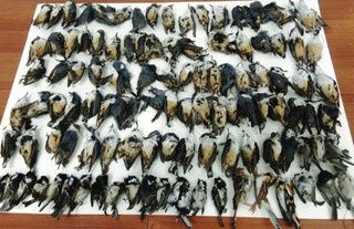 В одном из городов Приморья от столкновения с окнами погибли птицы 12 видов