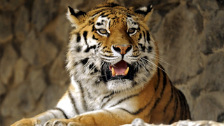 Трагедия под Хабаровском: Амурского тигра убили рядом с телом жертвы