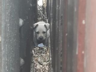 В Приморье спасли щенка, который застрял между гаражами