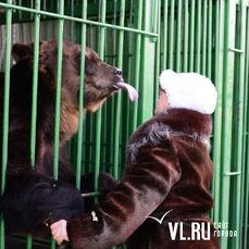 Прокуратура нашла нарушения в зоопарке Уссурийска, где живут спасённые от тайфуна «Гони» звери