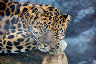 МТС обеспечила высокоскоростной интернет в ареале обитания дальневосточного леопарда