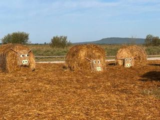 Масштабный сельскохозяйственный конгресс - выставка «День поля» проходит в Загородном