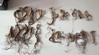 Уссурийска таможня. Уссурийские таможенники пресекли контрабанду корней женьшеня в воротнике жилетки иностранца